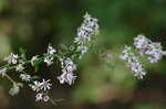 Common blue wood aster